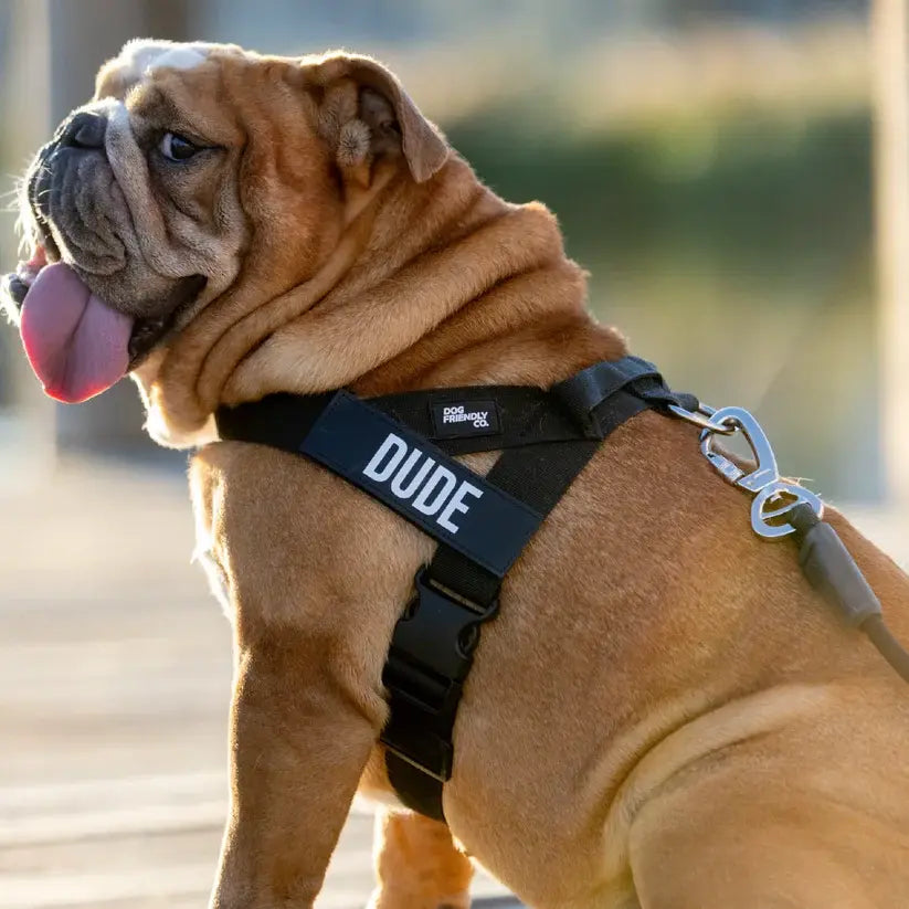 Dog Friendly Co. No-Pull Harness with D-Ring and Bungee Leash