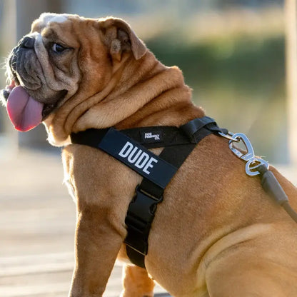 Dog Friendly Co. No-Pull Harness with D-Ring and Bungee Leash