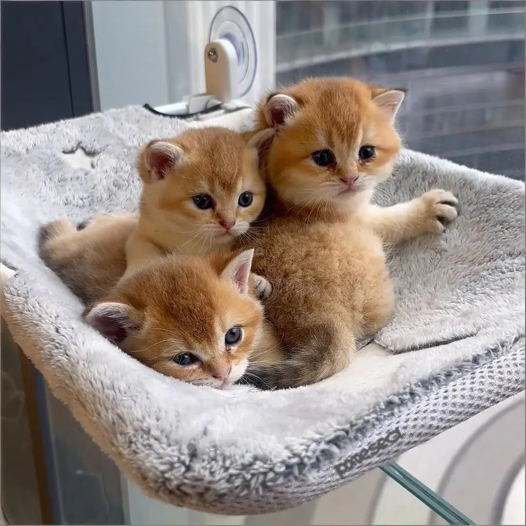 Folding Cat Window Hammock - Cordless, Machine Washable Bed with Sturdy Metal Frame and Strong Suction Cups for Cats and Small Dogs